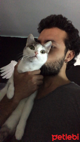 Tekir Kedi, Kedi  Benekli fotoğrafı