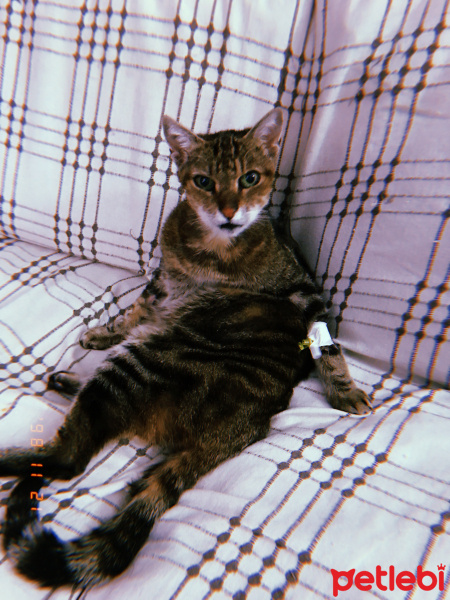 Tekir Kedi, Kedi  Rukiye fotoğrafı