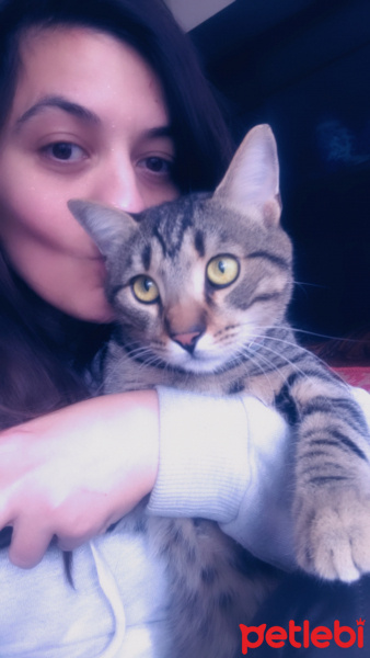 Tekir Kedi, Kedi  Rukiye fotoğrafı
