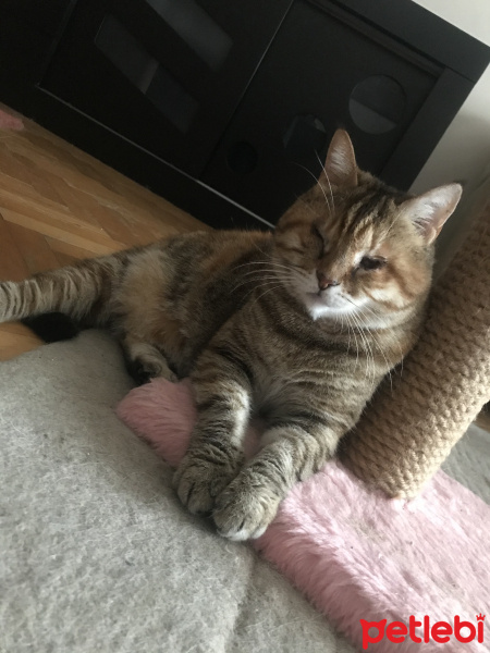 Tekir Kedi, Kedi  Rukiye fotoğrafı