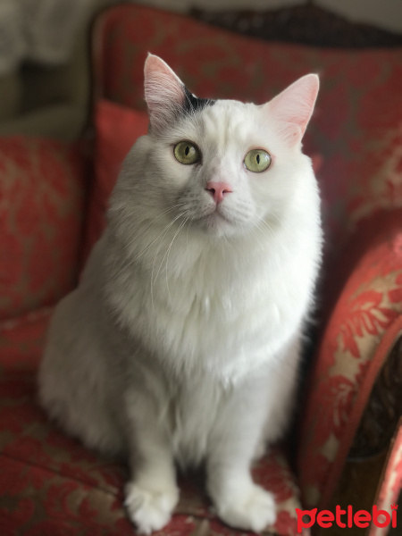 Tekir Kedi, Kedi  Rukiye fotoğrafı