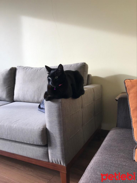 Bombay, Kedi  Pakize fotoğrafı