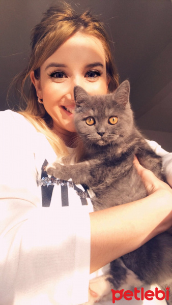 British Shorthair, Kedi  Mila fotoğrafı