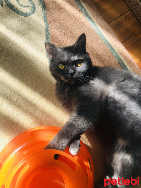 British Shorthair, Kedi  Mila fotoğrafı