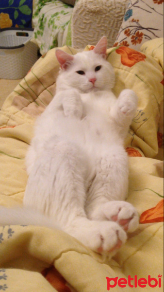 Van Kedisi, Kedi  Mars fotoğrafı