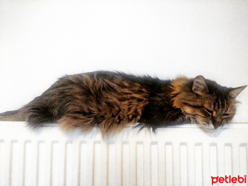 Tekir Kedi, Kedi  Asil fotoğrafı