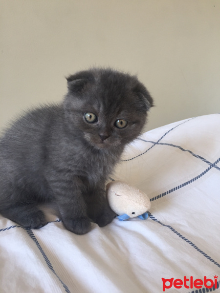 Scottish Fold, Kedi  Viski fotoğrafı