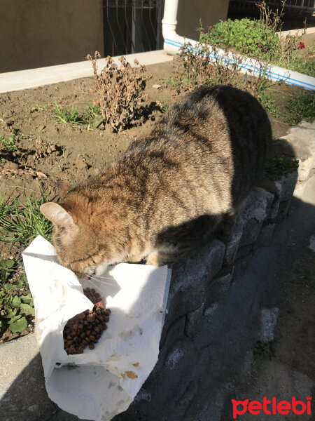 Tekir Kedi, Kedi  Sokak kedileri fotoğrafı