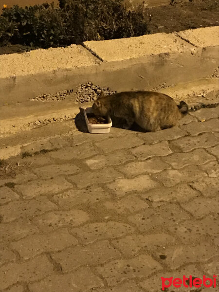 Tekir Kedi, Kedi  Sokak kedileri fotoğrafı