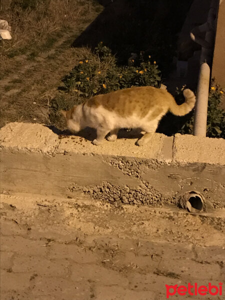 Tekir Kedi, Kedi  Sokak kedileri fotoğrafı