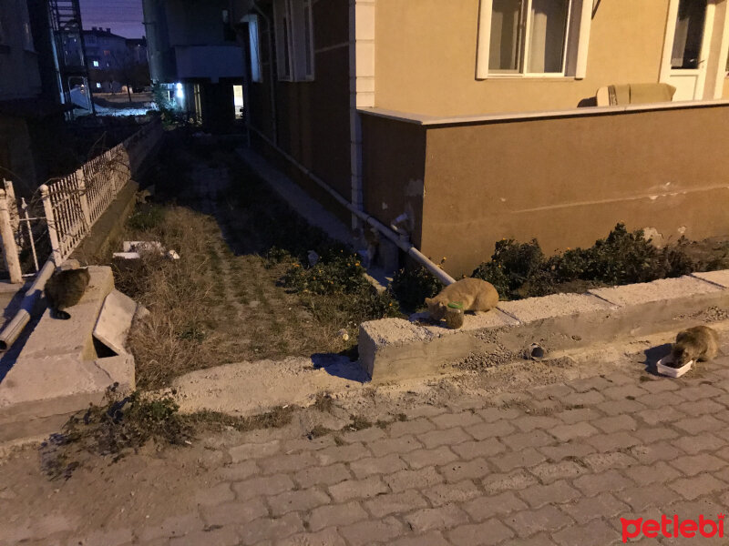 Tekir Kedi, Kedi  Sokak kedileri fotoğrafı