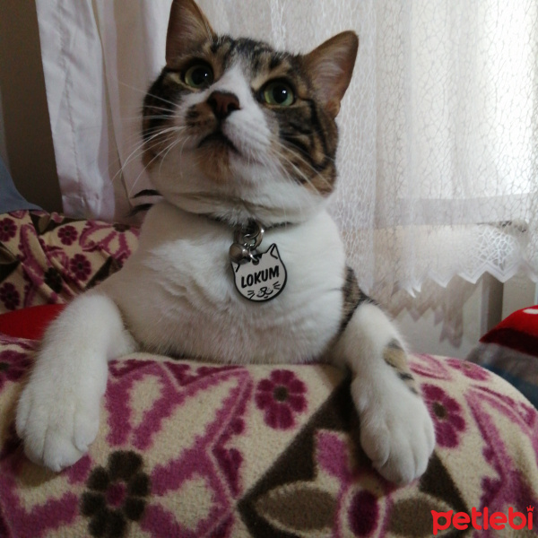 Tekir Kedi, Kedi  Lokum fotoğrafı