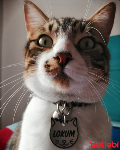 Tekir Kedi, Kedi  Lokum fotoğrafı