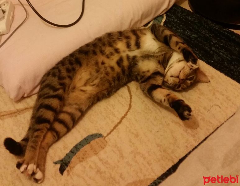 Tekir Kedi, Kedi  Ceviz fotoğrafı