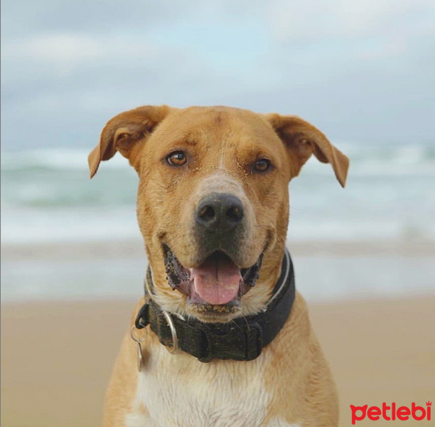 Labrador Retriever, Köpek  TOR fotoğrafı