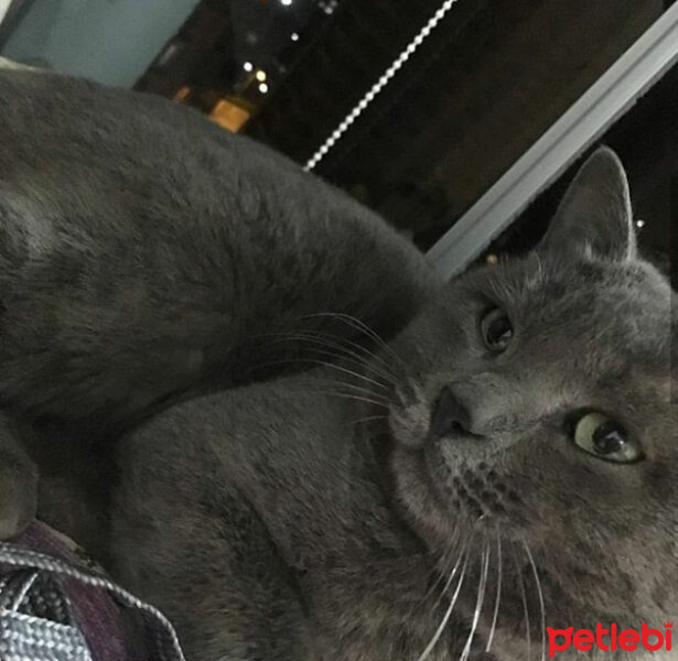 British Shorthair, Kedi  Duman fotoğrafı