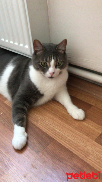 Tuxedo (Smokin) Kedi, Kedi  Duman fotoğrafı