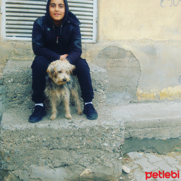 Yorkshire Terrier, Köpek  Keş fotoğrafı