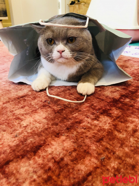 British Shorthair, Kedi  Duman fotoğrafı