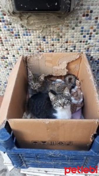 Tekir Kedi, Kedi  Şapşik fotoğrafı