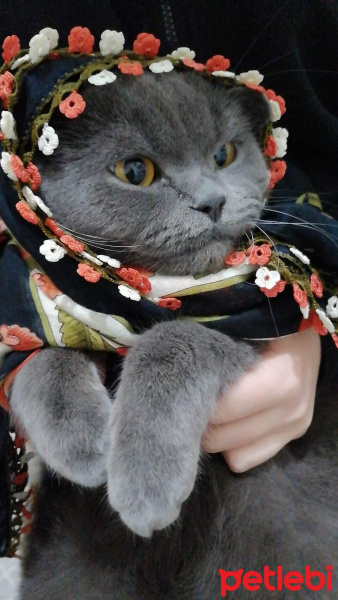 Scottish Fold, Kedi  Duman fotoğrafı
