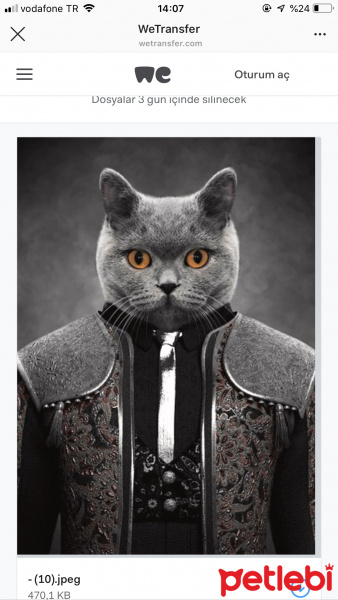 British Shorthair, Kedi  Barlo fotoğrafı