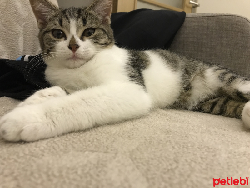 Tekir Kedi, Kedi  Boni fotoğrafı