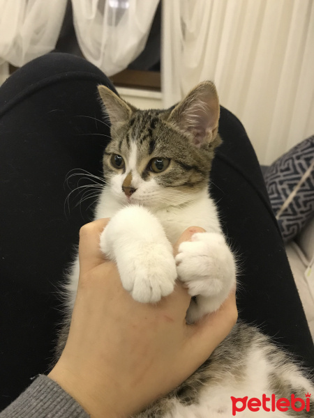 Tekir Kedi, Kedi  Boni fotoğrafı