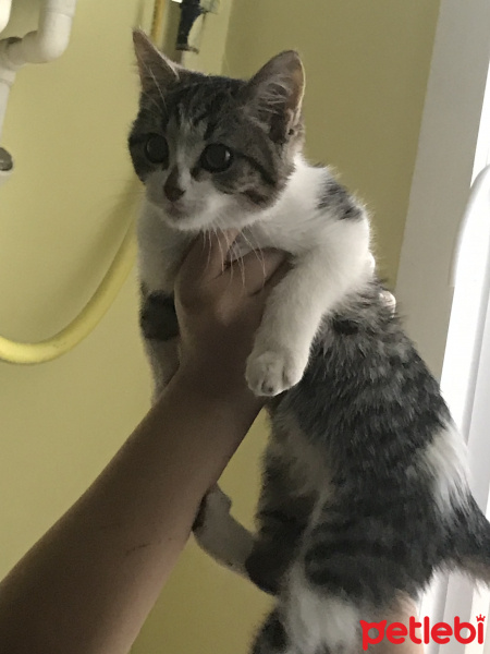 Tekir Kedi, Kedi  Boni fotoğrafı