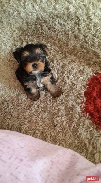 Yorkshire Terrier, Köpek  mişa fotoğrafı