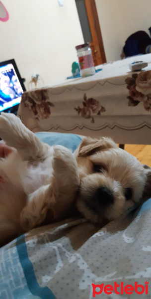 Maltese, Köpek  Sezar fotoğrafı