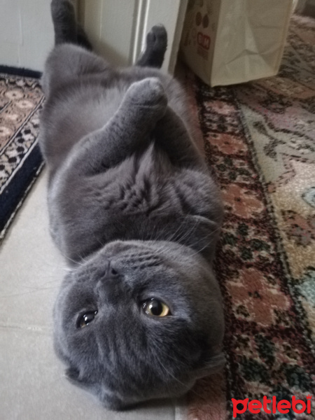Scottish Fold, Kedi  Oscar fotoğrafı