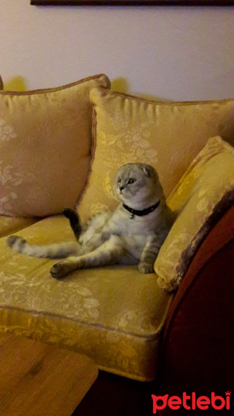 Scottish Fold, Kedi  Çakıl fotoğrafı