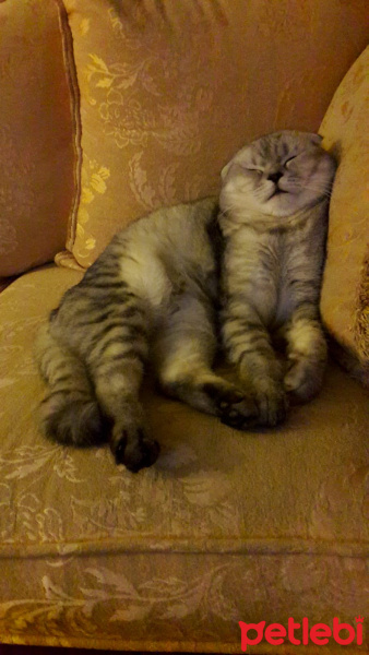 Scottish Fold, Kedi  Çakıl fotoğrafı