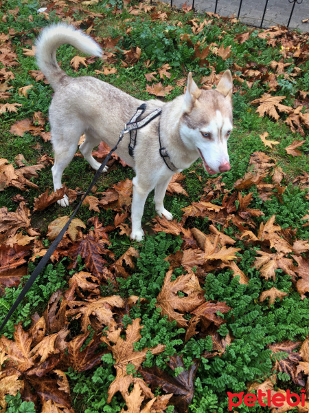 Sibirya Kurdu (Husky), Köpek  Bixi fotoğrafı