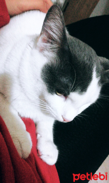 Tekir Kedi, Kedi  Miskin fotoğrafı