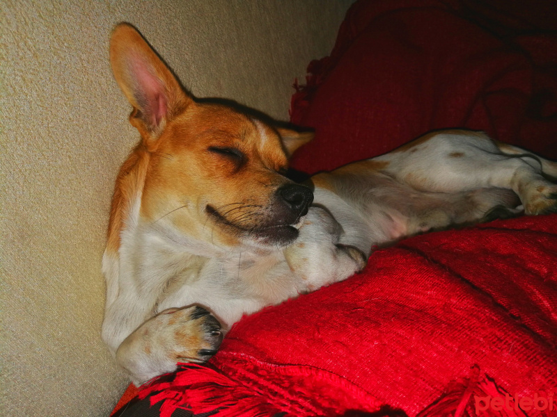 Jack Russell Terrier, Köpek  Karamel fotoğrafı