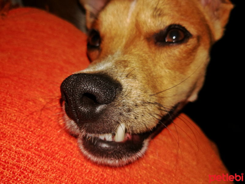 Jack Russell Terrier, Köpek  Karamel fotoğrafı