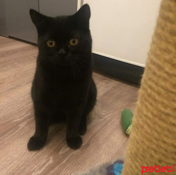British Shorthair, Kedi  Zeus fotoğrafı