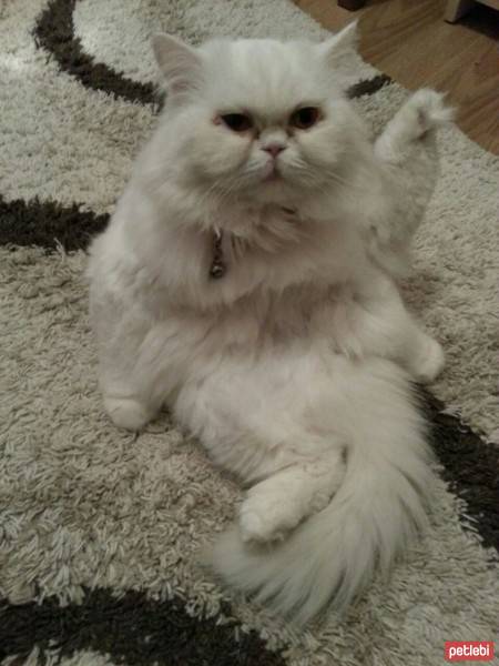 İran Kedisi (Persian), Kedi  maya fotoğrafı