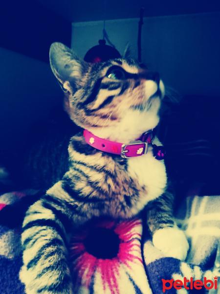Tekir Kedi, Kedi  Leblebi fotoğrafı