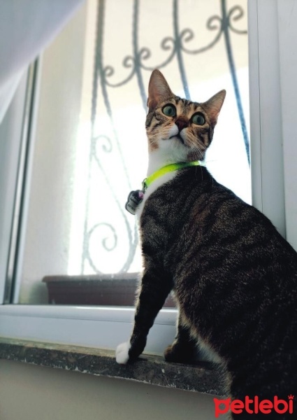 Tekir Kedi, Kedi  Leblebi fotoğrafı