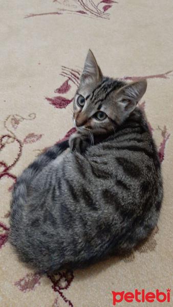 Tekir Kedi, Kedi  Alex fotoğrafı