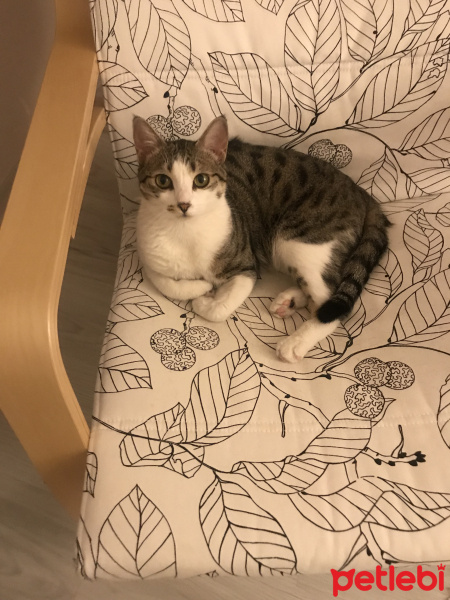 Tekir Kedi, Kedi  Mırmır fotoğrafı