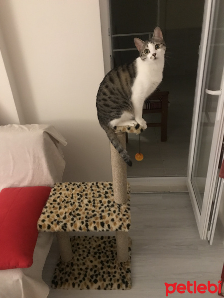 Tekir Kedi, Kedi  Mırmır fotoğrafı