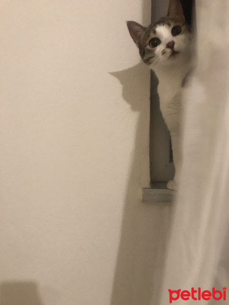 Tekir Kedi, Kedi  Mırmır fotoğrafı