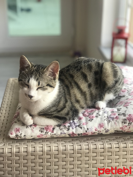Tekir Kedi, Kedi  Mırmır fotoğrafı