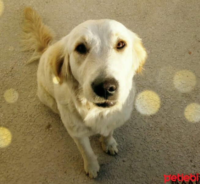 Golden Retriever, Köpek  Karamel fotoğrafı