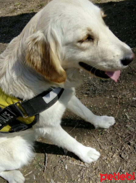 Golden Retriever, Köpek  Karamel fotoğrafı