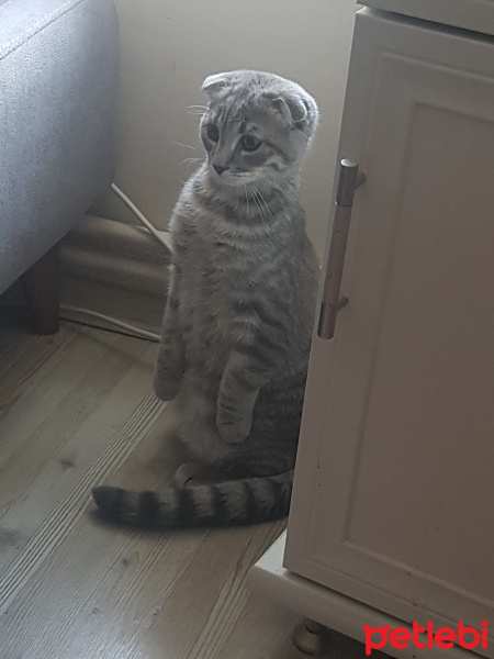 Scottish Fold, Kedi  Duman fotoğrafı